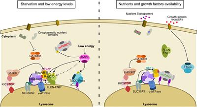Frontiers | Nutrient Signaling and Lysosome Positioning Crosstalk